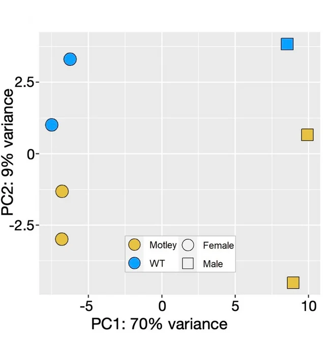Open access visualization of Scatter Plot, PCA, RNA-seq, Principal Component Analysis, Embryonic Development