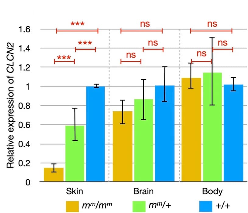 Open access visualization of Bar Plot, Error Bars, Clustered, Gene Expression Ratio, Embryonic Skin