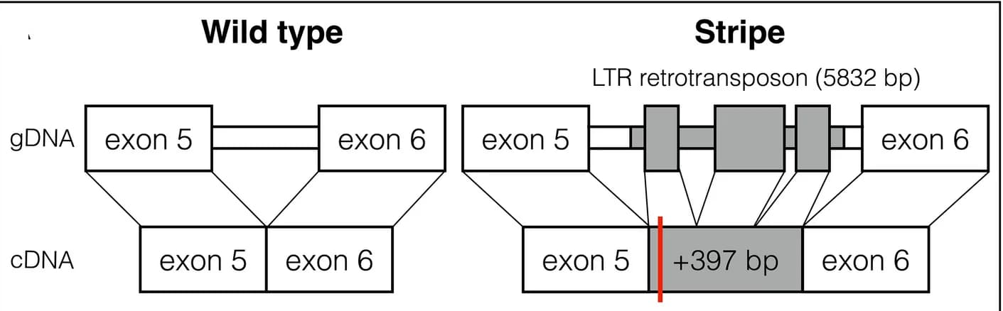 Open access visualization of Workflow, Illustration, LTR-retrotransposon, CLCN2 gene, Splicing