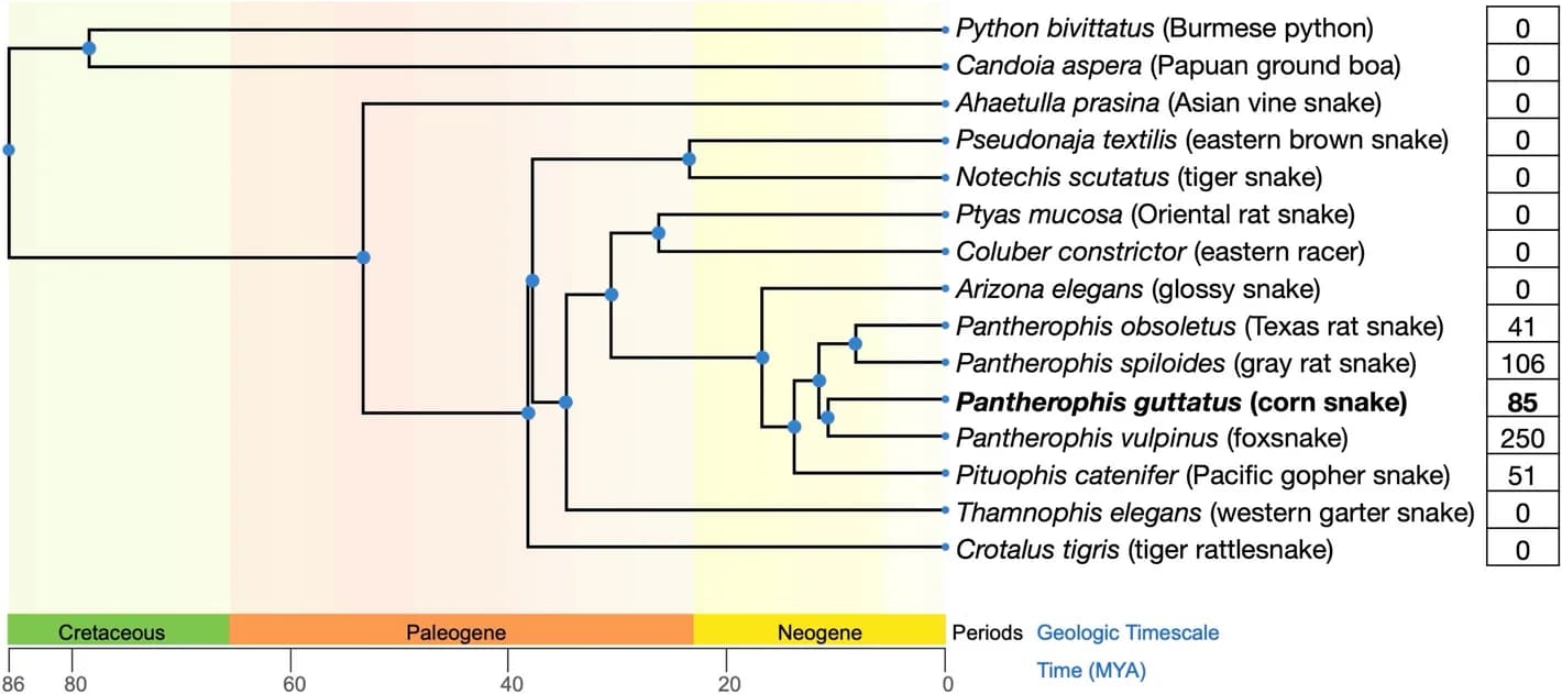 Open access visualization of Network, LTR-Retrotransposon, Snake Genomes, Phylogenetic Tree, Corn Snake