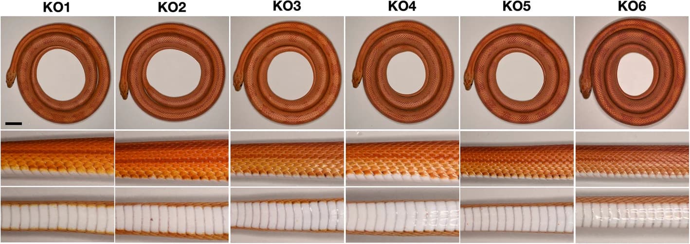Open access visualization of Photo, Corn Snakes, Gene Editing, Knock-Outs, Induced Mutation