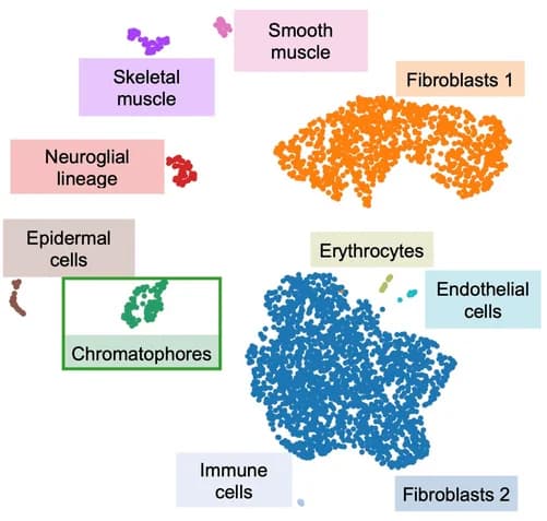 Open access visualization of Scatter Plot, UMAP, PCA, Cell-Type, Embryonic Skin