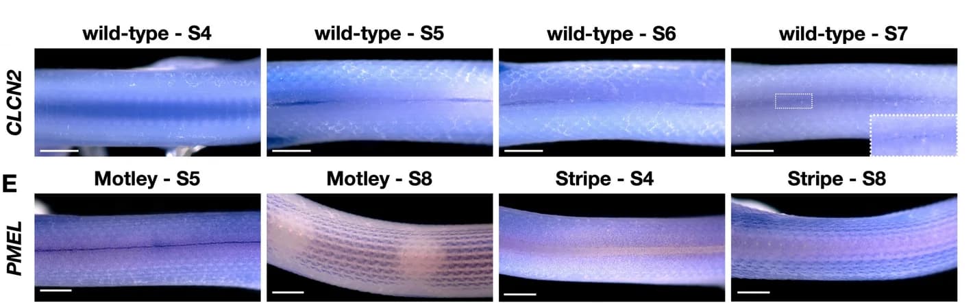 Open access visualization of Microscopy, Photo, Whole Mount In Situ Hybridization, Wild-Type Embryos, CLCN2 Probe