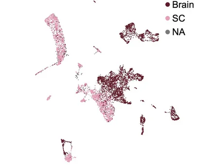 Open access visualization of Scatter Plot, UMAP, Single-nucleus RNA-seq, Brain, Spinal Cord
