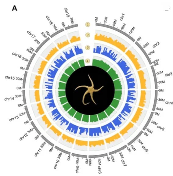 Open access visualization of Bar Plot, Phylogenetic Relationships, Divergence Times, Echinoderms, Gene Families