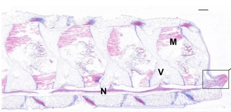 Open access visualization of Microscopy, Histology, Arm Tip, Ophioderma Sarsii Vadicola, Post-Amputation