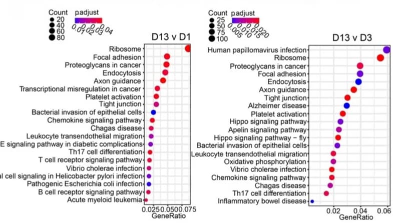 Open access visualization of Scatter Plot, Volcano Plot, Annotation, Enrichment Analysis, Differentially Expressed Genes