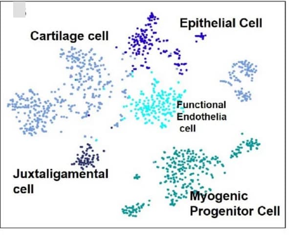 Open access visualization of Scatter Plot, UMAP, PCA, Clustering, CT II Cells