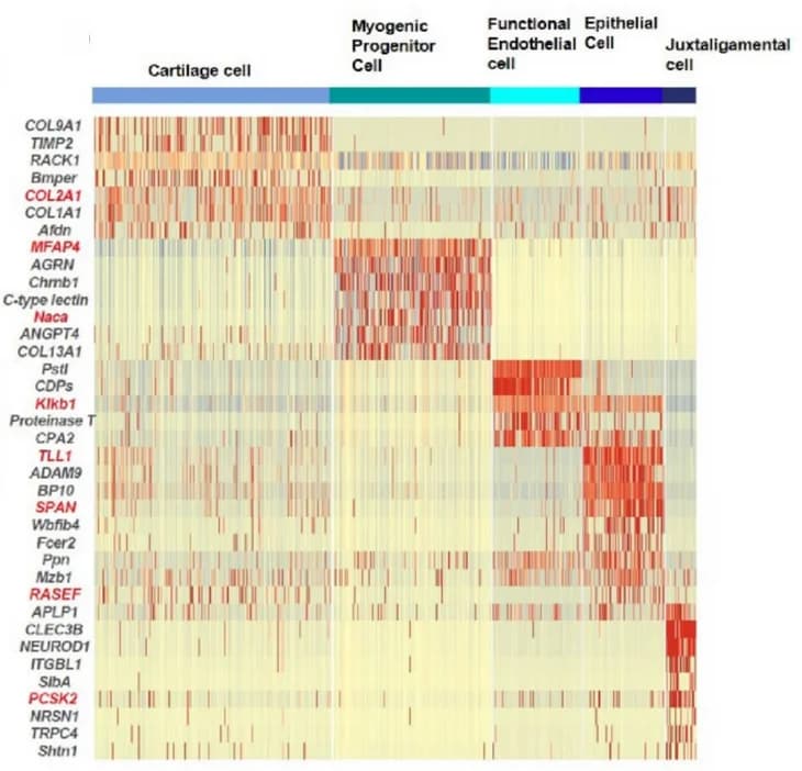 Open access visualization of Heatmap, Marker Gene Expression, CT II Cells