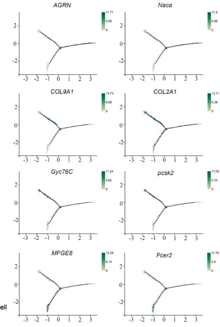 Open access visualization of Scatter Plot, Marker Gene Expression, Cell Subgroups, Pseudotime