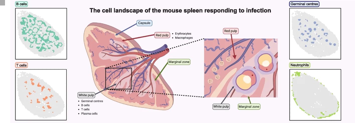 Open access visualization of Illustration, Scatter Plot, Mouse Spleen, B Cells, T Cells