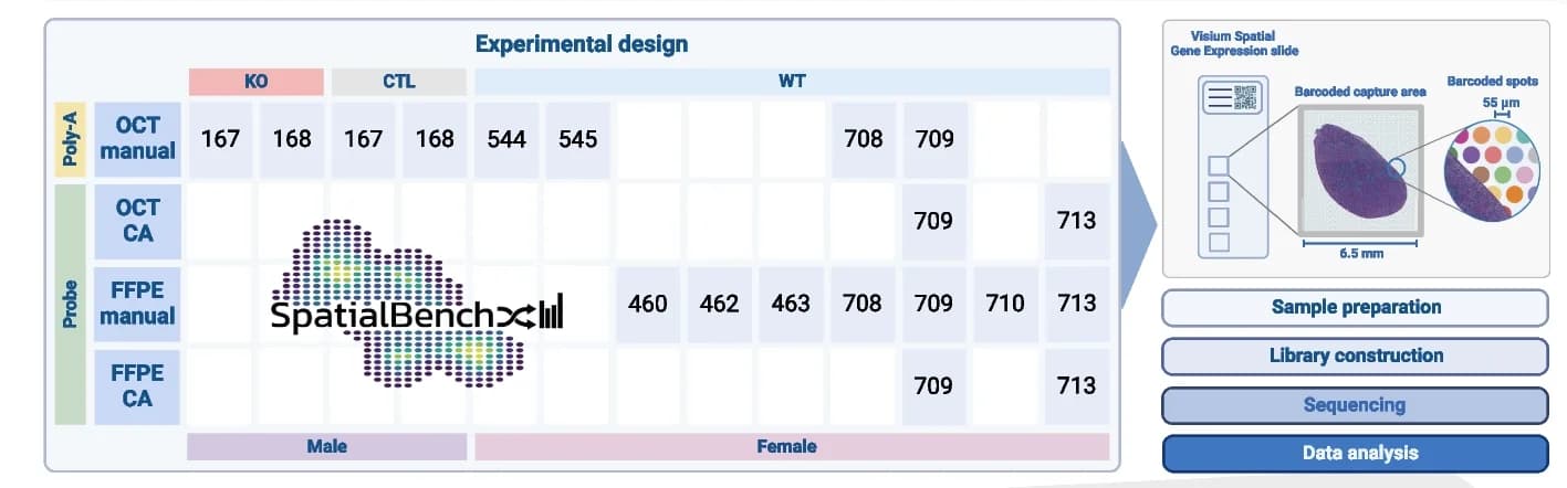 Open access visualization of Workflow, Illustration, Table Image, 10x Genomics Visium, OCT Slides