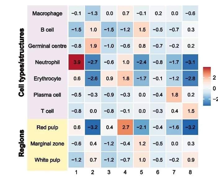 Open access visualization of Heatmap, Expression Scores, Marker Genes, Cell Types, Tissue Regions