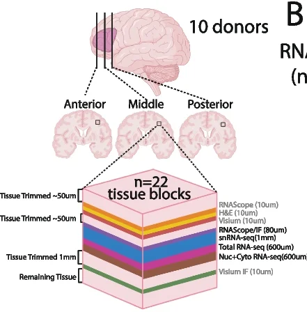 Open access visualization of Workflow, Illustration, DLPFC, Tissue Blocks, Spatial Transcriptomic