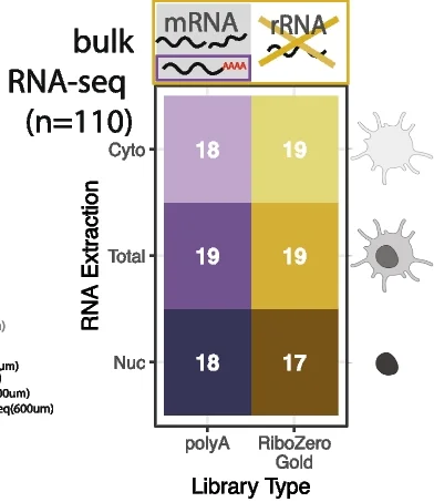 Open access visualization of Clustered, snRNA-seq Data, Spatial Transcriptomic, Bulk RNA-seq Data, Library Preparations