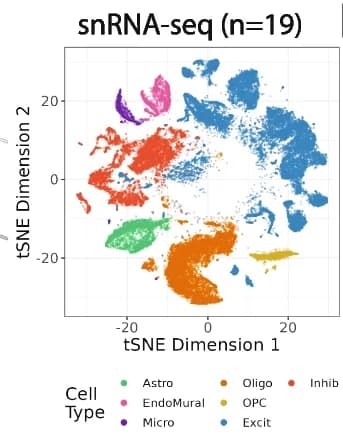 Open access visualization of Scatter Plot, UMAP, PCA, tSNE Plot, snRNA-seq Data