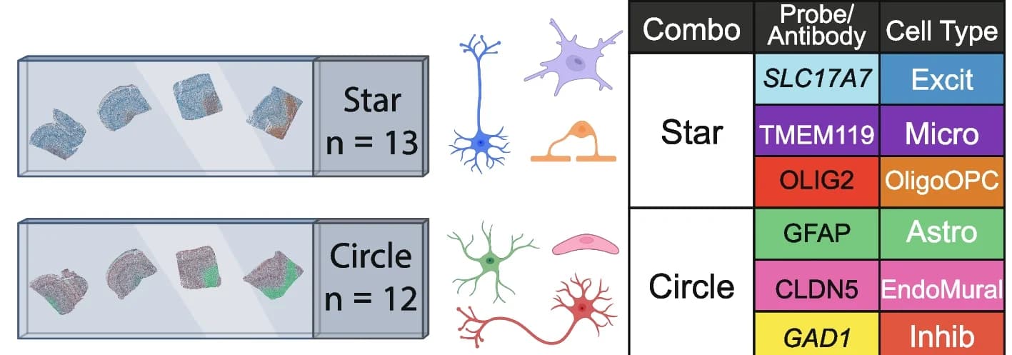 Open access visualization of Illustration, Microscopy, Table Image, smFISH, Immunofluorescence