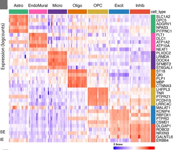 Open access visualization of Heatmap, Clustered, Heat Map, Marker Genes, 1vALL