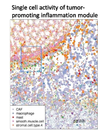 Open access visualization of Scatter Plot, Single Cell Scores, Module, Point Size, Cell Module Score