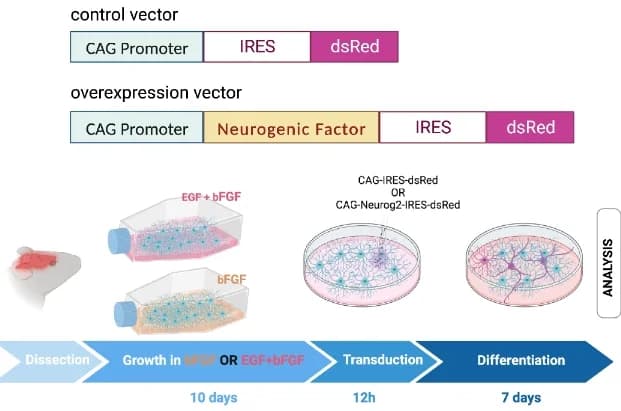 Open access visualization of Workflow, Illustration, Viral Vector, Experimental Paradigm, Astrocyte