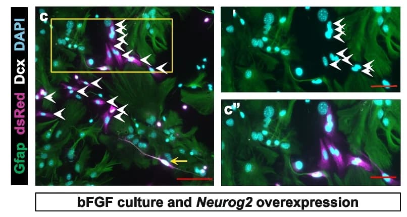 Open access visualization of Microscopy, Micrographs, Neurog2-Transduced Cells, bFGF, Converted Cells