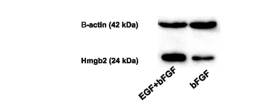 Open access visualization of Gel, Western Blot, Hmgb2 Protein, EGF + bFGF, bFGF