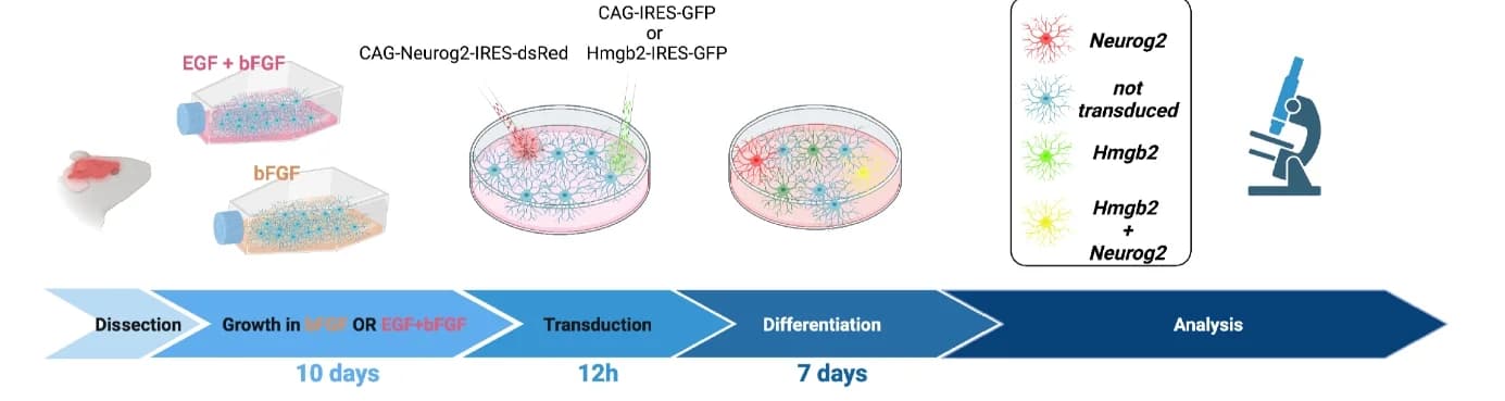 Open access visualization of Workflow, Illustration, Astrocyte, Neuron Conversion, Experimental Paradigm