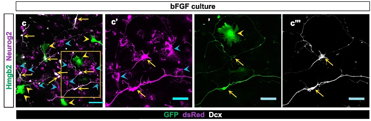 Open access visualization of Microscopy, Micrographs, Neurog2, Hmgb2, Viral Transduction