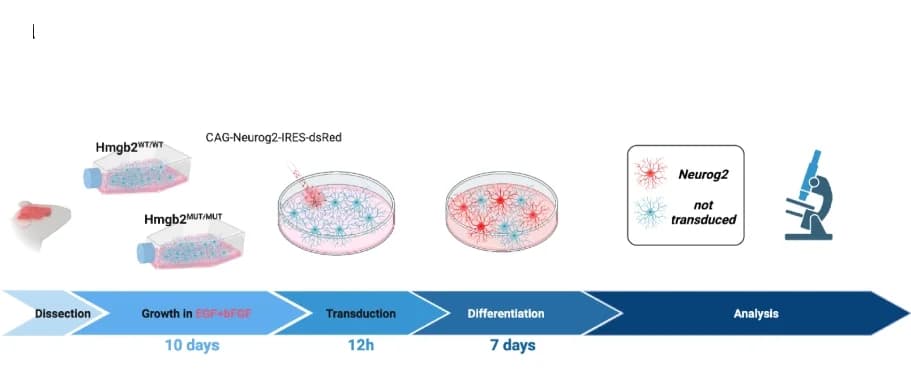 Open access visualization of Workflow, Illustration, Astrocyte, Neuron Conversion, Experimental Paradigm