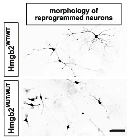Open access visualization of Microscopy, Photo, ImageJ Traces, Sholl Analysis, Neuron