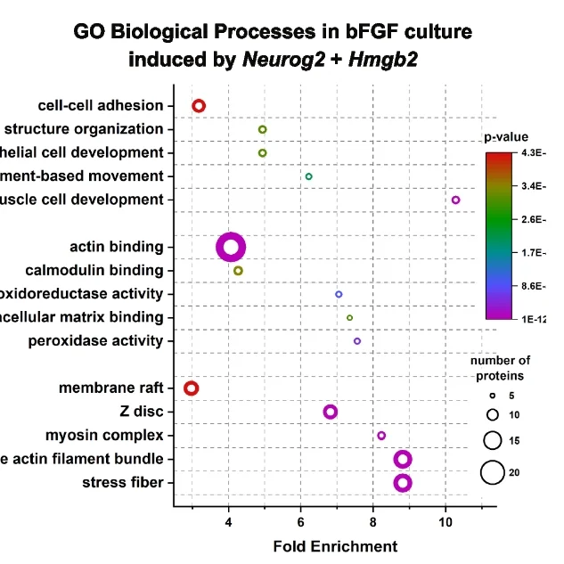 Open access visualization of Bubble Plot, Scatter Plot, GO, Gene Ontology, Gene Sets
