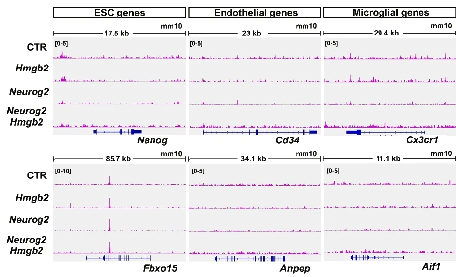 Open access visualization of Line Plot, IGV Tracks, ATAC Signal, Promoters, Non-neuronal Lineages