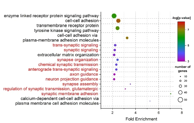 Open access visualization of Bubble Plot, Plot, GO Biological Process Terms, Promoters, Neurog2