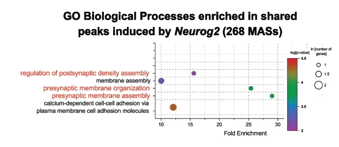 Open access visualization of Bubble Plot, Scatter Plot, GO Biological Process, Peak Set, Neuronal Fate