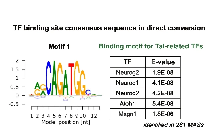 Open access visualization of Table Image, Transcription Factor, Consensus Sequence, Peak Set, De Novo Motif Analysis