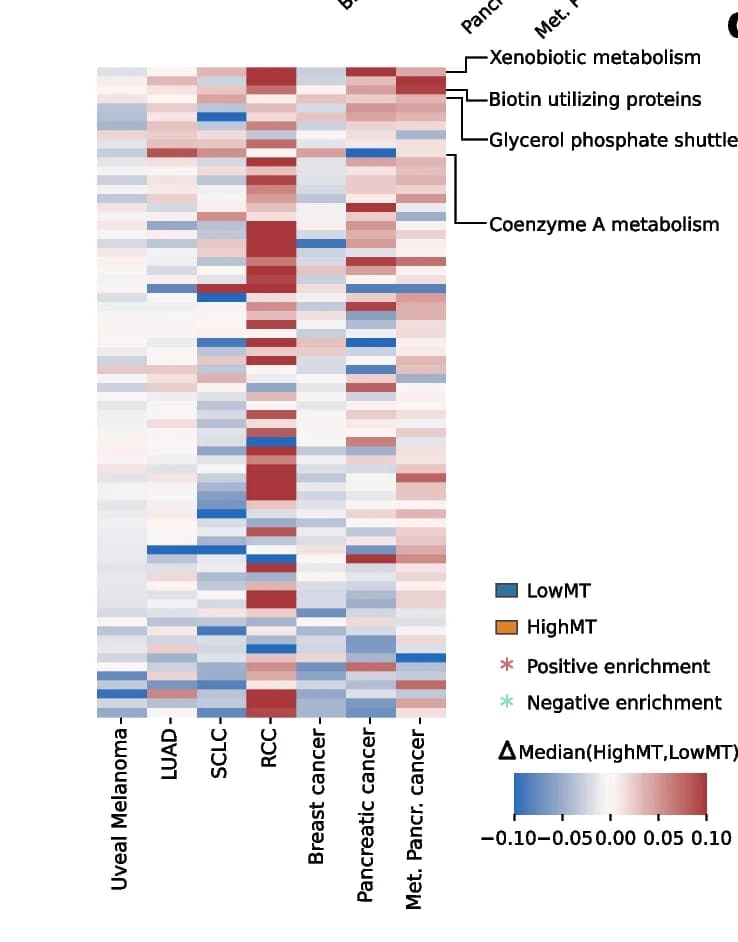Open access visualization of Heatmap, MitoCarta, Metabolic Pathways, HighMT Metacells, LowMT Metacells