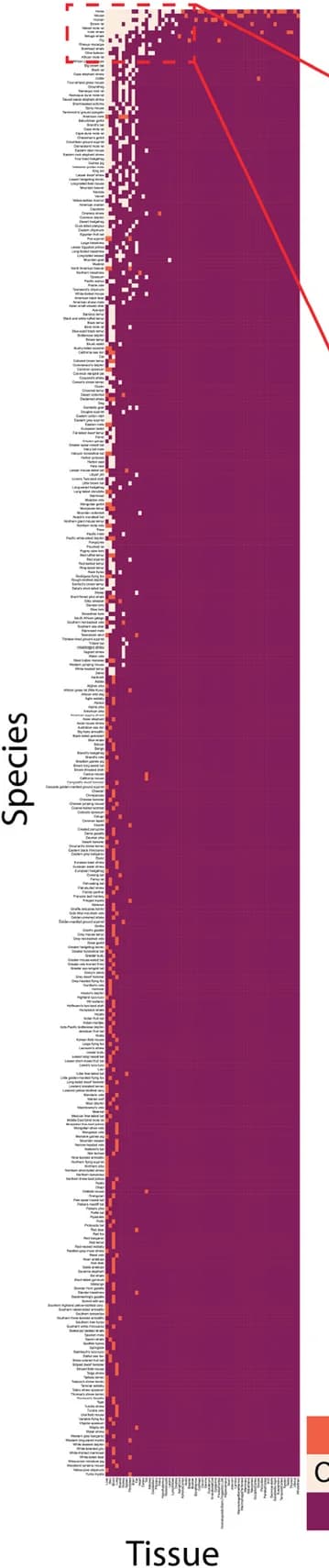 Open access visualization of Heatmap, Species, Tissue, Observed Data, Imputed Data