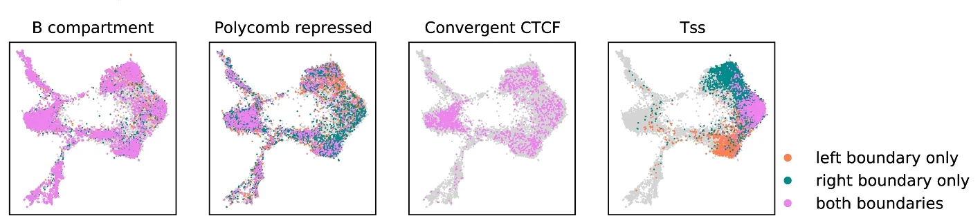 Open access visualization of Scatter Plot, UMAP, Distributions, UMAP projection, TADs