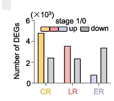 Open access visualization of Bar Plot, Clustered, Differentially Expressed Genes, Root Initiation, Gene Expression