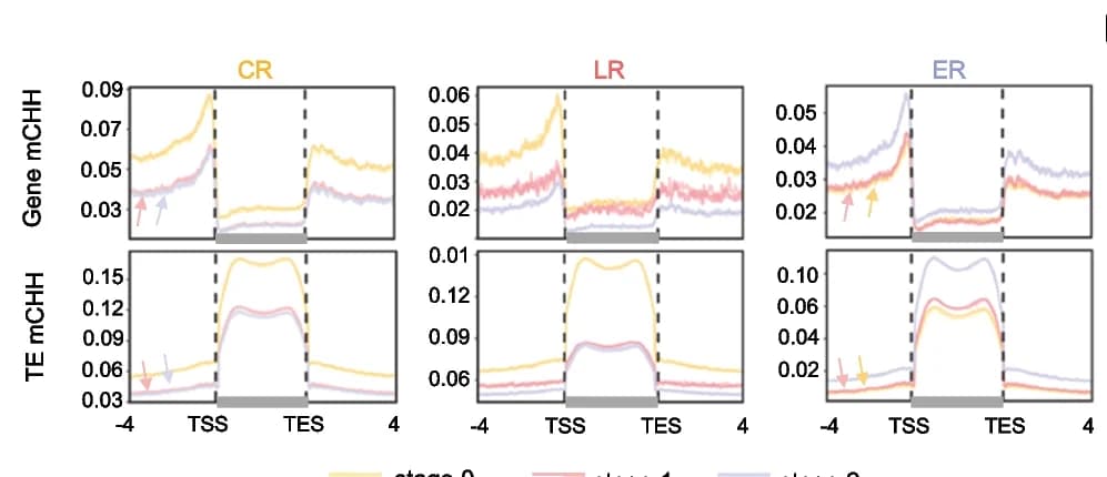 Open access visualization of Line Plot, CHH Methylation, Metaplots, Genes, Transposon Elements
