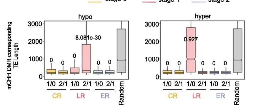 Open access visualization of Box Plot, Box Plots, CHH DMRs, Transposon Elements, Length Distribution