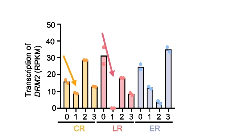 Open access visualization of Bar Plot, Scatter Plot, Transcription Dynamics, DRM2, Crown Root