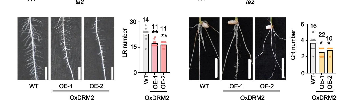 Open access visualization of Bar Plot, Photo, DRM2 Overexpression, Crown Root, Lateral Root