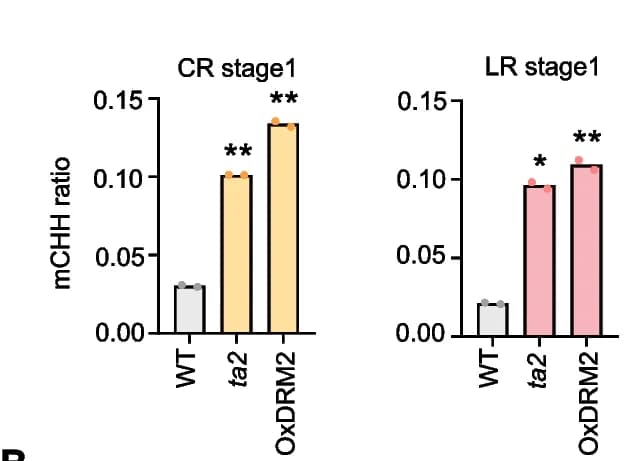 Open access visualization of Bar Plot, Error Bars, CHH Methylation, ta2 Mutant, DNG702 Point Mutant