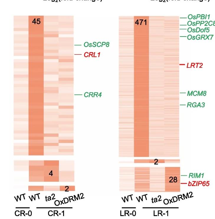 Open access visualization of Heatmap, Clustered Heat Maps, Transcription Profiles, Genes, CR