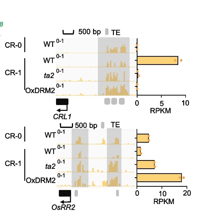 Open access visualization of Bar Plot, Scatter Plot, IGV Screenshots, CHH Methylation Dynamics, Wild Type