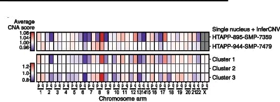 Open access visualization of Heatmap, SlideCNA, Copy Number Alteration, Chromosome Arm, In Silico Data