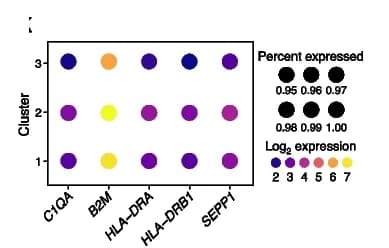 Open access visualization of Bubble Plot, DEGs, Cluster, SlideCNA Profile, Cluster Expression