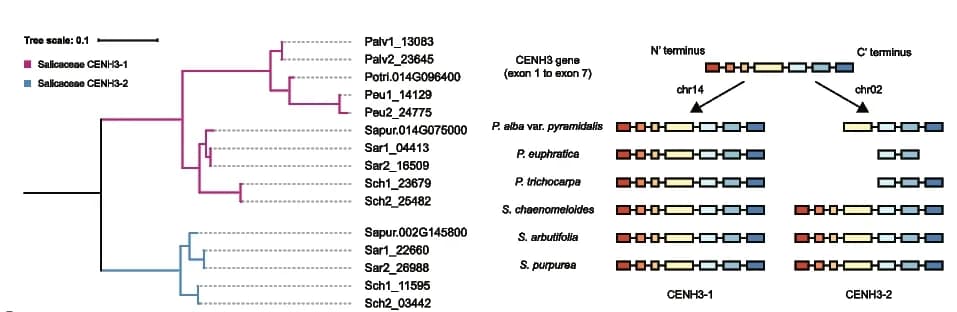Open access visualization of Workflow, Illustration, Salicaceae, CENH3 Genes, Phylogenetic Tree