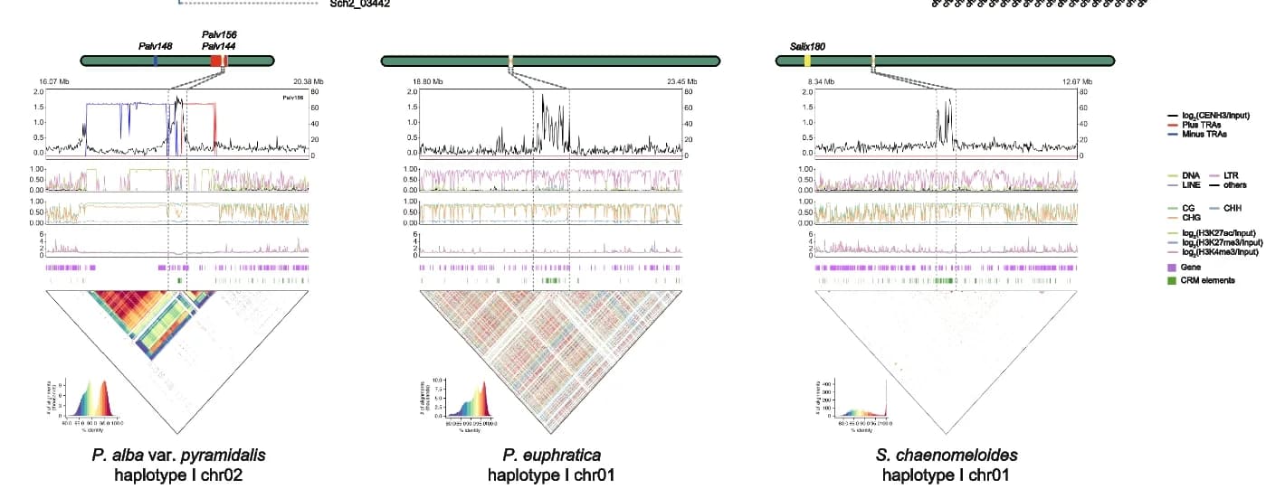 Open access visualization of Line Plot, Heatmap, Density Plot, Centromere, Epigenetics